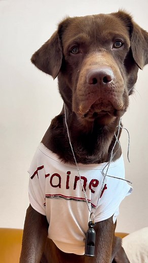Anzeige | Wenn Sam Tricks lernt, dann mit @Hundeo Hundetraining