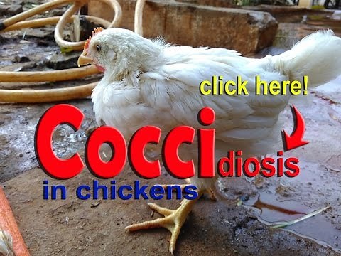 Coccidiosis in Chickens, Poultry Diseases Symptoms, Eimeria Infection & Treatment