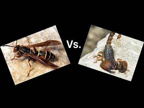 Scorpion vs. Wasp, who will win?