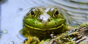 'Target the big ones': Utah wildlife officials want you to eat bullfrogs for dinner