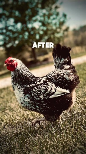 This was a hard close up shot #fyp #chicken #subscribe #views #viral #likeandsubscribe #portrait