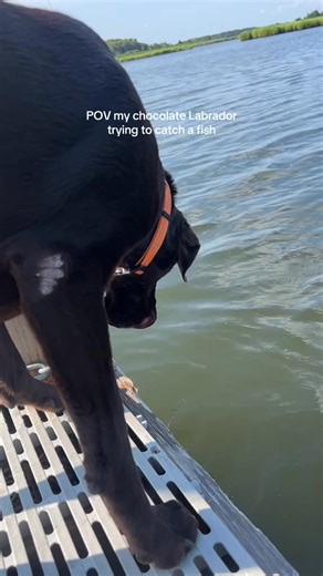 Rumor has it she's still looking for one 🐟 #dogfishing #labradorretriever #labradorlife #dogsoftiktok #chocolatelabsoftiktok #labrador #dog #sum~ #chocolatelabradorpuppy #chocolatelabrador #labradors #labradorsoftiktok #chocolatelab | Choco Nellie
