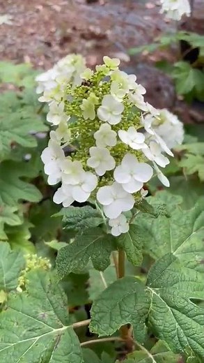 Oakleaf Hydrangea – White Blooms & Bold Foliage | Buy Online at Pixies Gardens