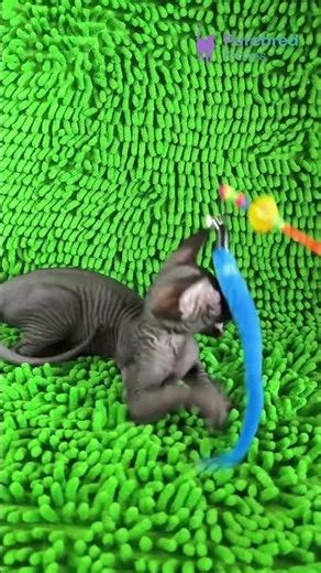 Adopt Timmi: The Adorable Black Canadian Sphynx Kitten 😻 Hairless & Playful! #CanadianSphynx