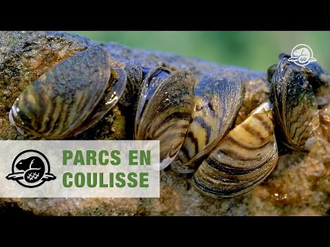 La moule zébrée au parc national du Mont-Riding