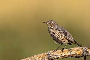 10 Most Common Types of Thrush Birds