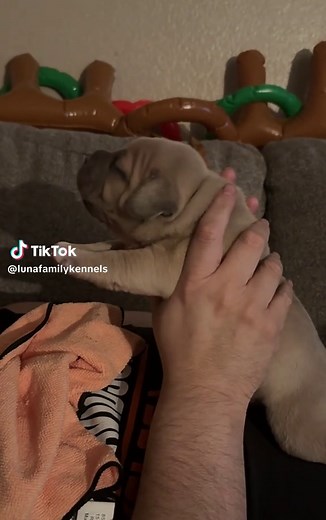 Luna Family Kennels on TikTok