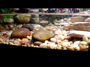 Jaydens Chinese Water Dragon Setup