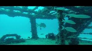Wreck Diving, Sunken, Ship. Free Stock Video