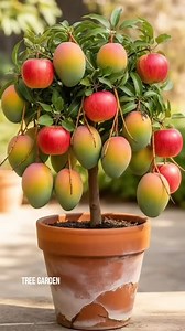 An easy way to graft a mango tree with an apple to produce fruit together.#grow #grafting #apple | Tree Garden