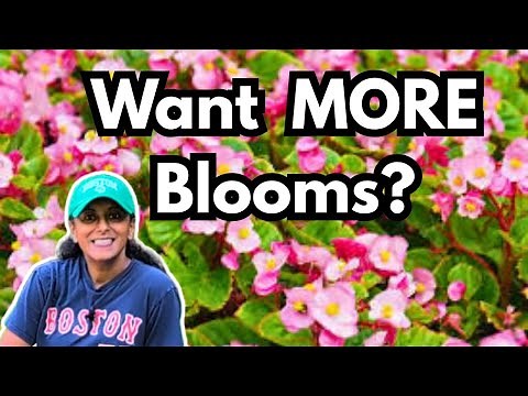 How To Deadhead Prune Begonias For MORE Blooms | Budget Gardening