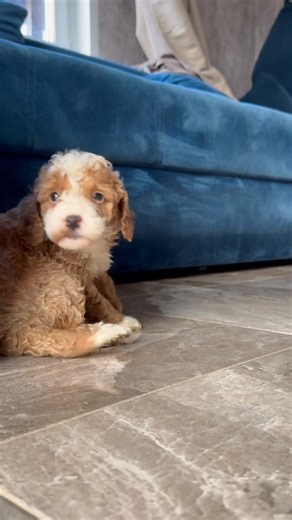 Adorable Poodle Available for Adoption and Rehoming Looking for a loyal, intelligent, and affectionate companion? This beautiful poodle is ready to become the newest member of a loving home. With a soft coat, bright eyes, and a sweet temperament, they’re the perfect mix of cuddly and playful. Fully vaccinated, healthy, and house-trained — ideal for families, individuals, or anyone ready to give a dog the care and affection they deserve. This isn’t just a pet, but a true friend who will bring joy