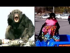 Apes and Monkeys Who Got Out and Caused Trouble