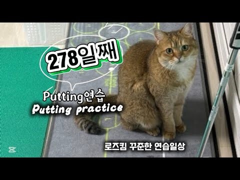 🐈 퍼팅 278일째 로즈킴의 실내 퍼팅 연습 Live 꾸준한 반복연습 steady repetitive practice