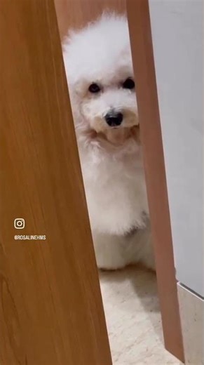 Jane White Toy Poodle. Knock knock Mommy🤗