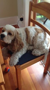 Sebastian is doing great in his foster home. Sebastian is looking for his forever home! | Angels Under Our Wings Cocker Spaniel Rescue