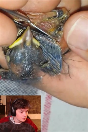 47K views · 152 reactions | Reacts to Botfly Removal Rescue Animals朗#botflyremoval #maggot #removal #botfly #amazing #botflylarva #satisfying #veterinary #larvae #dog #dogs #cat #cats #animals #botfly #botflyremoval #botflymaggot #botflylarva #botflyeggs #botflylarvae #botflyworm #loveanimals #lovedog #lovedogs #animalsoftiktok #virall #viralvideo #lovecat | Hit videos | Facebook