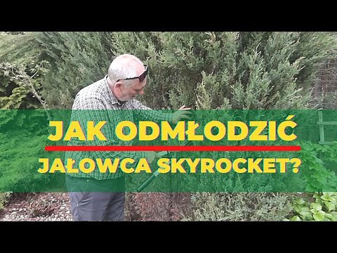 How to rejuvenate Skyrocket juniper?