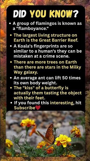 🦋👣 A Butterfly “Kisses” with Its Feet?! + 5 Mind-Blowing Animal Facts 🌿