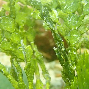 ➡️ An easy way to make your tank come to life is to add Macro Algae. Macro Algae is a great addition because it adds several things. One of the most popular reasons to have algae is that will reduce your nutrient load substantially. But, many forget the other great benefits having more biodiversity, mini apartments complexes for small crustaceans like pods to live. But I also love macro algae because it is soooooooo good looking! 😍 https://aquariumdepot.com/aquarium-life-salt/macro-algae/ #aqua