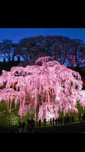 This Cherry Tree Is Over 1,000 Years Old 🌸 This is Miharu takizakura, one of the most famous cherry trees in Japan. It is over 1,000 years old and called the “Waterfall Cherry Tree” because the branches fall like a pink waterfall of flowers. It survived wars, earthquakes, and centuries of history. Today it is one of the Three Great Cherry Trees of Japan. Best time to visit: early–mid April #Japan #CherryBlossom #Sakura #JapanTravel #HiddenJapan