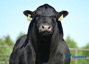 19 reactions | JUSTIFY is a bull flying under the radar and an...