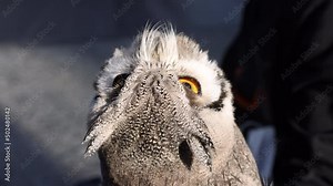 White-faced owl slowly turns head while looking intently at sky