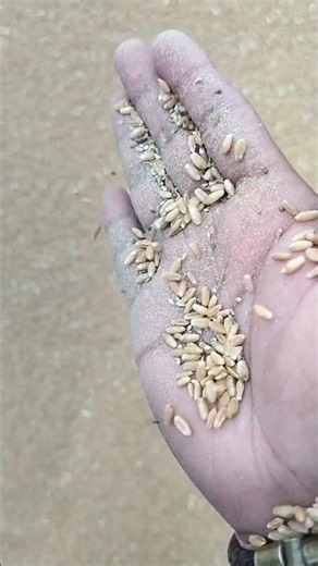 🌾 2851 क्वालिटी का भाव ₹2756 | आज का ताज़ा अनाज मंडी रेट | 2851|