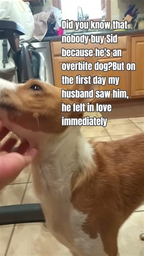 he's an overbite dog. me and my husband didn't meet yet at that time he bought Sid in New York