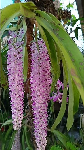 Foxtail Orchid or Rhynchostylis Retusa - Full Bloom