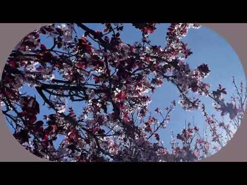 9. the second pathway