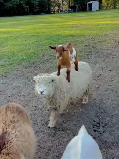 The Happiest Baby Goat Ever! 🐐❤️ #babygoat #cuteanimals #cute
