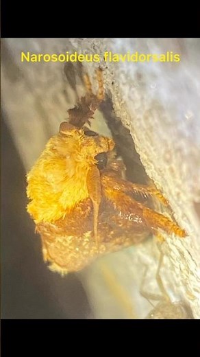 Different species of moths
