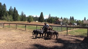 27K views · 351 reactions | Ken Ramirez is already developing...