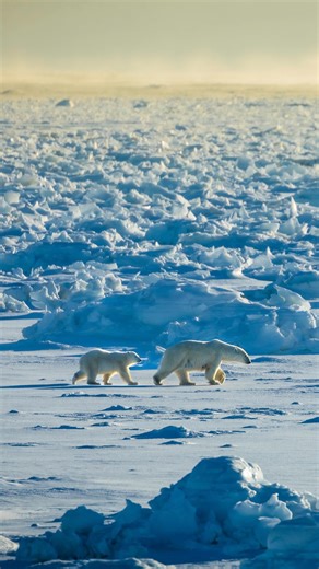 Spot the polar bears! 👀 Whether you’re viewing them from ground level or from the comfort of the lodge.. this is one of the best places in the world to view polar bears in their natural habitat. #ChurchillWild | Churchill Wild Polar Bear Tours