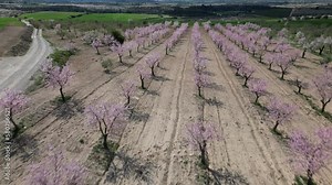 Flowering almond trees
