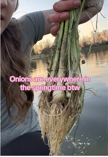 Foraging Spring Onions in Real Life