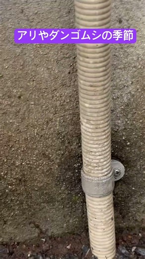 アリやダンゴムシの季節 #アリ #ダンゴムシ #モストップ #害虫防除技術研究所