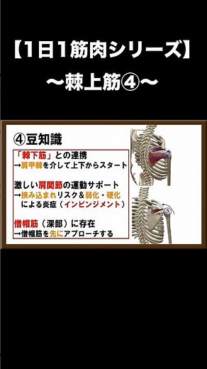 【1日1筋肉シリーズ】棘上筋④