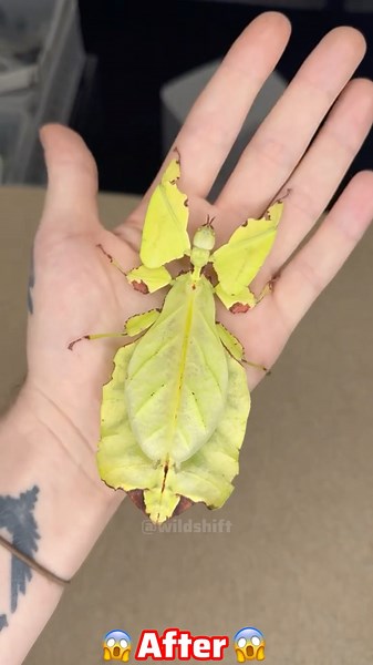 Animal Migration Journeys!😱 #amazingtransformation #animalgrowth #animals