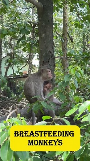 Mother Monkey Breastfeeding Baby