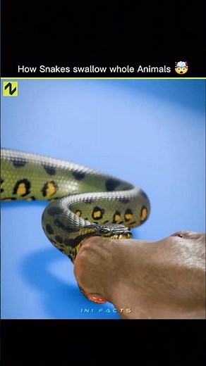 How do snakes swallow such large prey?
