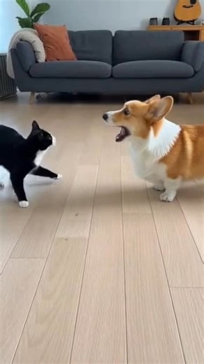 He thought he had it! 🌪️😂 Watching this Corgi try to copy the cat’s "Tornado Spin" is the highlight of my day. That side-eye at the end says it all! ​Who did it better? Team Cat 🐈‍⬛ or Team Corgi 🐕? Tell us below! 👇 ​#FunnyPets ​#PetLovers ​#CorgiFails ​#CatVsDog ​#DogMimickingCat | Pom Pom