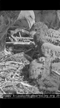 Eaglet Mom feeding breakfast to big eaglet #jackie #birds #nest #shadow #eagle #nature #baldeagle