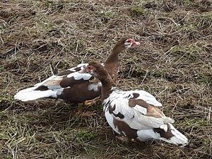 16 Duck Breeds For Eggs and Meat – Family Farm Livestock