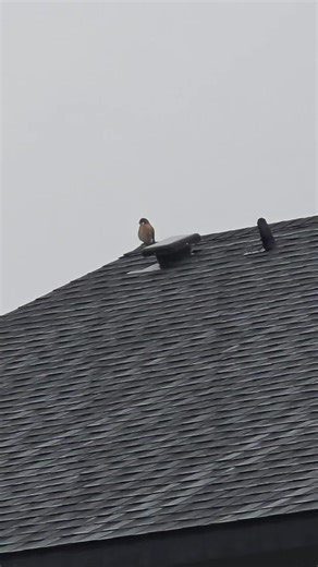 my guy flew up and started freestyling with me. bro was on point every time I paused, *falcon sounds* then I'd get back to it, then he would go and he was on beat. #falcon #nature #music
