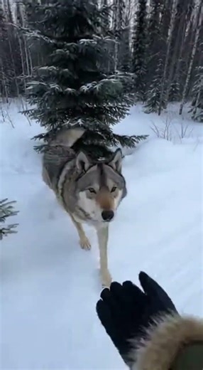 Snow Wolf Friend!