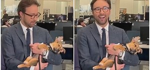 Adorable puppy falls asleep in newscaster’s arms — leads to a happy ending