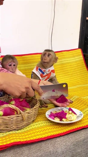 mom cooking food for baby monkey #monkey #cute #monkeymonkey