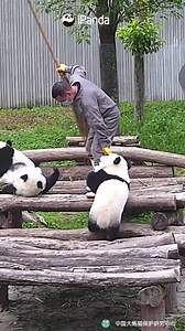 2.6M views · 10K reactions | The nanny is too busy to take care of a baby panda while doing housework. Anyone wanna help? #HiPanda #PandaMoment #CCRCGP #BestJobInTheWorld | iPanda | Facebook